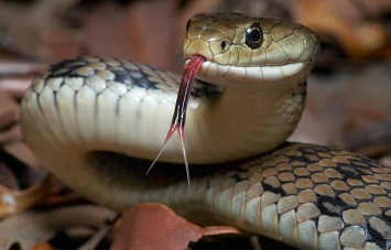 Змеи атакуют - укусы «гадов» уложили детей в реанимацию