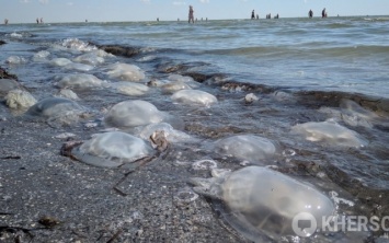 В Геническе на Херсонщине море заполонили медузы