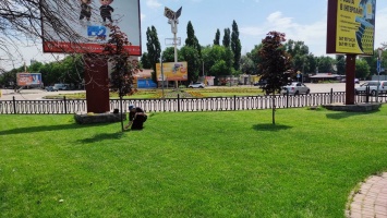 Одно лечим, другое калечим: в Никополе при покосе травы на центральной аллее коммунальщики повредили молодые деревья