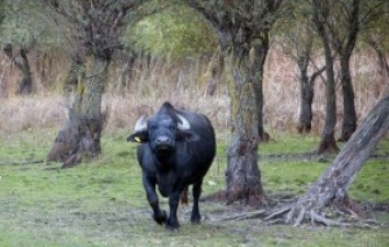 В Индии нетрезвые буйволы выдали самогонщиков полиции