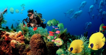 Затерянный мир: призраки подводного мира - самые необычные и странные существа океана