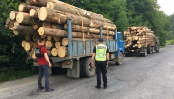 Партию древесины с «чужими» чипами задержали на Закарпатье