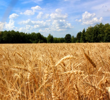500 тысяч тонн ячменя и пшеницы: на Днепропетровщине аграрии приступили к уборке зерновых