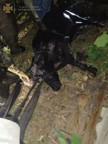 На Харьковщине спасатели помогали доставать корову, упавшую в выгребную яму, - ФОТО