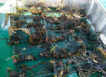 Одесские пограничники выпустили из браконьерских ловушек тысячу крабов