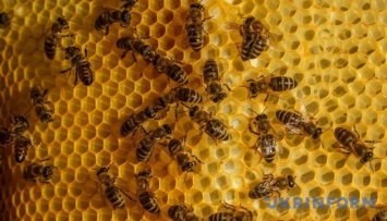 На Прикарпатье создали два «сладких» маршрута по локациям пчеловодства