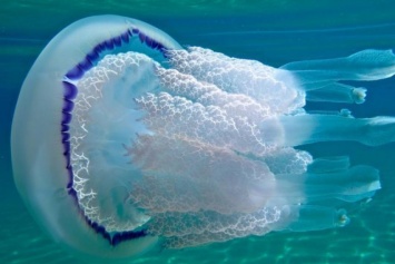 Почему медуз в Азовском море стало так много: гидробиологи дали внятный ответ
