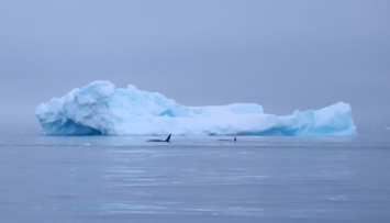 К антарктической станции «Академик Вернадский» приплыли две косатки