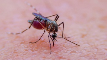 Одежда против комаров: создана уникальная технология против насекомых