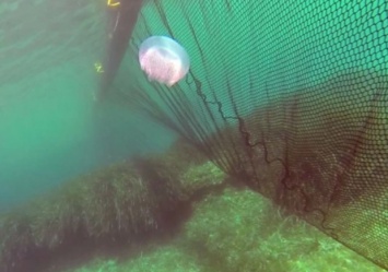 Додумались: на курортах Азовского моря устанавливают сети от медуз
