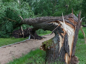 Долгожданные дождь и ветер повалили деревья в Киевской области. Есть погибшие