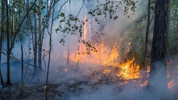 В России горит почти 820 тысяч га лесов