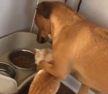 «Отойди по-хорошему»: пес деликатно отодвинул кота от своей миски с едой
