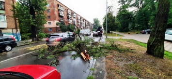"Киевзеленстрой" информирует о 100 обращениях из-за поваленных и сломанных деревьев вследствие непогоды (фото)
