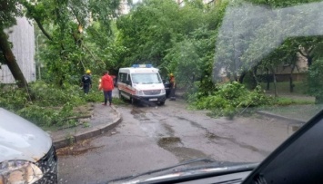Непогода повалила в Киеве около 150 деревьев