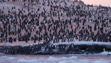 Тысячи пингвинов собрались возле украинской полярной станции