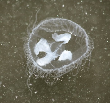 Днепровские медузы съедят рыбный корм и понизят качество воды, - СОЦСЕТИ