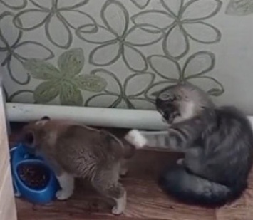 «Как это выключить?»: щенок отвлек кота хвостом, чтобы съесть его корм