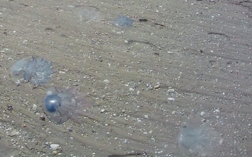 В Геническе рассматривают возможность установки барьерных сеток для борьбы с медузами