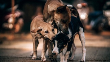 Жители Марганца просят выделить из бюджета 500 тысяч гривен на стерилизацию бездомных собак