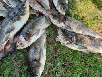 Возле плотины Днепрогэса погибло четыре тонны рыбы - фото