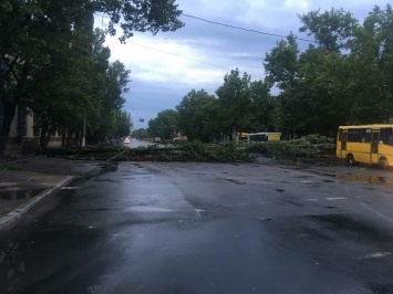 В Одессе упали более 60 деревьев, некоторые - на автомобили