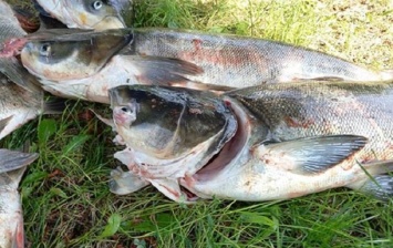Возле ДнепроГЭСа рыбаки собирают погибшую рыбу