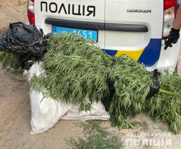 В Запорожской области полицейские поработали на трех наркоплантациях - фото