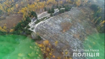 Правоохранители сообщили о подозрении в незаконной вырубке леса должностным лицам госпредприятия "Киевлесозащита" (фото)
