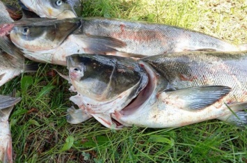 Запорожских рыбаков просят не собирать мертвую рыбу