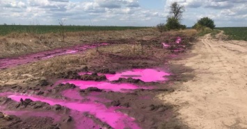Розовые лужи в полях обнаружили на Ровенщине (ФОТО)