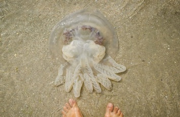 На Азовском побережье придумали, как избавиться от медуз: борец стал героем сети