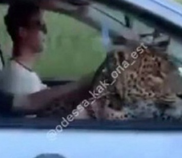 В Одессе заметили катающегося в авто леопарда