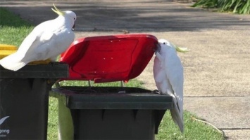 В Австралии какаду учат друг друга грабить мусорные баки (ВИДЕО)