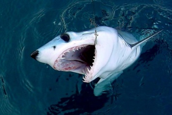 12-летний ребенок на рыбалке случайно поймал на удочку акулу