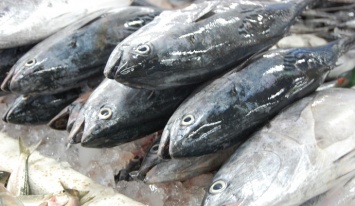 За 5 месяцев экспорт украинского рыбы увеличился на 22%