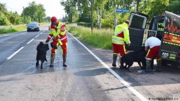 Наводнение в Германии: как спасали лошадей и пони, кошек и собак?