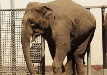 Из-за наследственного заболевания: в Харьковском зоопарке умерла слониха Тэнди