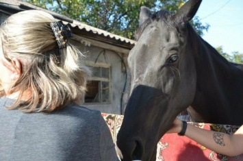 В центре Мариуполя девочка упала с лошади,- ФОТО