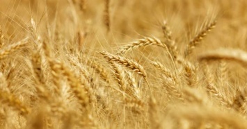 Харьковские аграрии собрали более 1,7 миллиона тонн зерна нового урожая