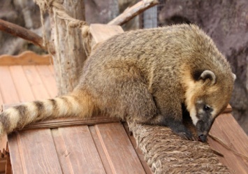 Чуть не погибла в контактном зоопарке: волонтеры из Днепра спасают носуху