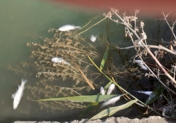 Цветение бактерий: в Хаджибейском лимане массово умирает рыба
