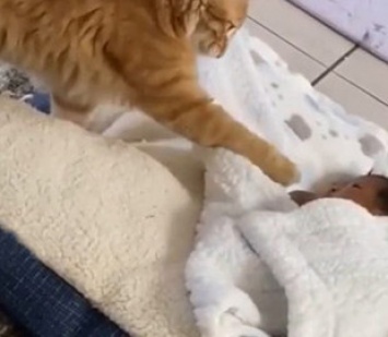 Любопытный кот решил познакомиться с младенцем и умилил соцсети