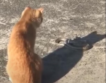 Из зоопарка сбежала змея: дворовой кот не стал ждать спасателей (видео)