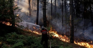В Турции задержали подозреваемого в поджоге лесов