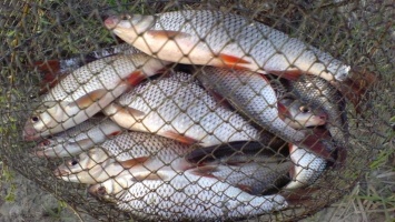 В Энергодаре за незаконный вылов рыбы браконьеры заплатят более 200 тысяч гривен