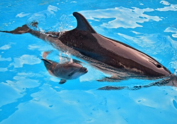 Милый малыш: в одесском дельфинарии снова пополнение