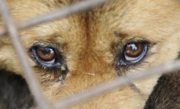 Зеленский подписал закон, ужесточающий ответственность за издевательства над животными