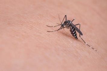 Опасные кровопийцы: В Киеве зафиксировали случаи заражения инфекцией от комаров