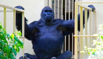 Кличко показал новую летнюю «резиденцию» гориллы Тони